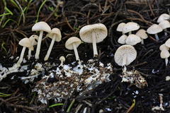 Marasmius albogriseus