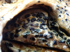 Collemopsidium ostrearum