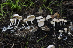 Marasmius albogriseus