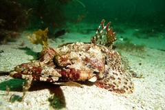 Thysanophrys cirronasus