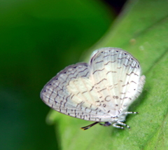 Spalgis lemolea lemolea