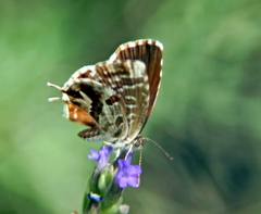 Cacyreus marshalli