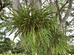 Pyrrosia longifolia