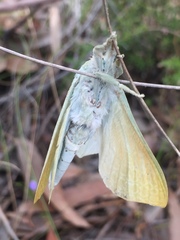 Aenetus eximia