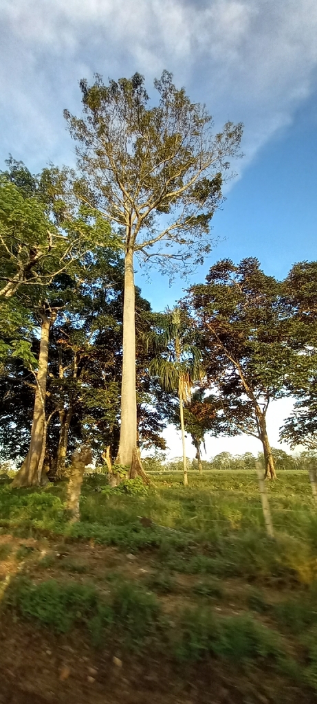 Kapok Tree from GXQW+X5C, Metetí, Provincia de Darién, Panamá on ...
