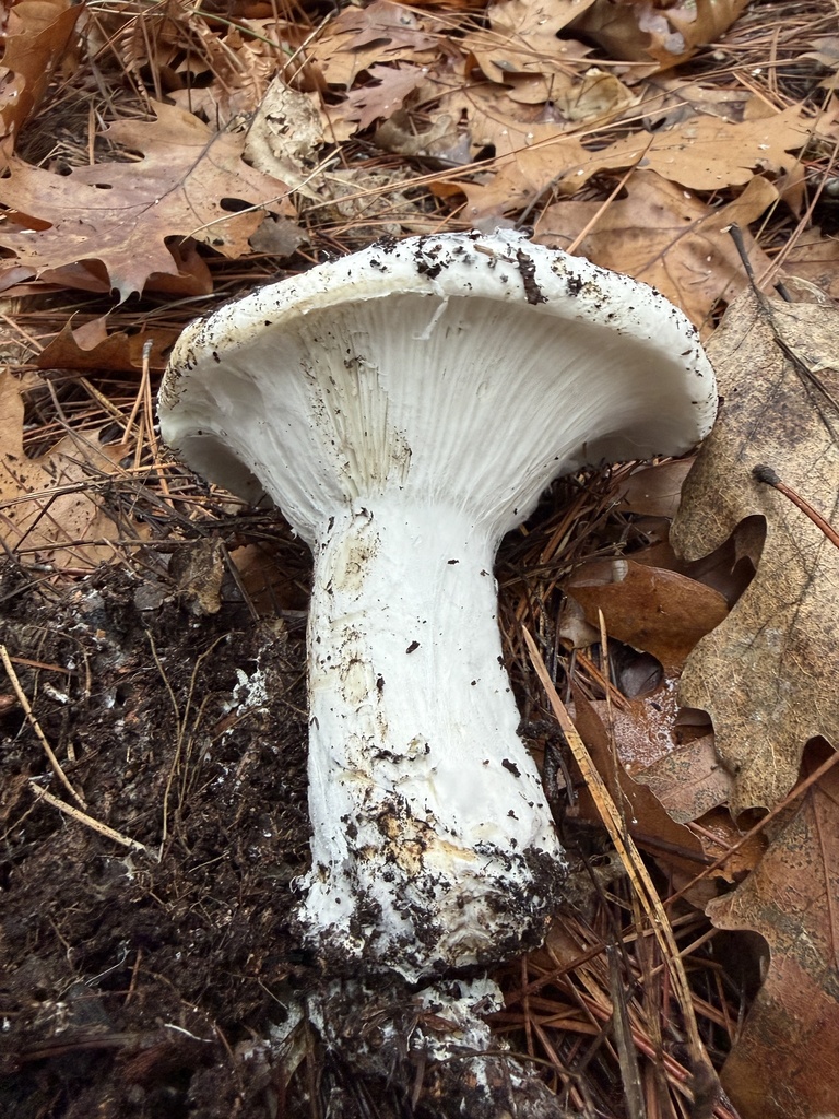 Russula brevipes · November 2025 · photo: © deehimes (iNaturalist, cc-by)