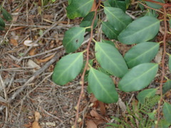 Breynia oblongifolia