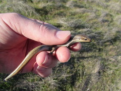 Plestiodon skiltonianus interparietalis