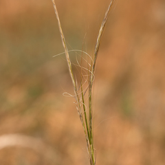 Austrostipa nitida