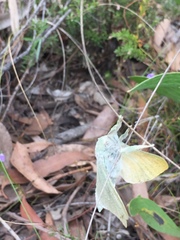 Aenetus eximia