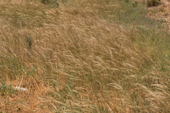 Austrostipa nitida