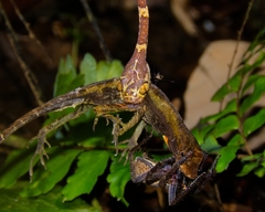 Blunt-Headed Treesnake photo 5