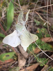 Aenetus eximia