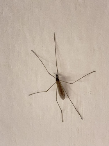 Unknown species found near Illinois, US