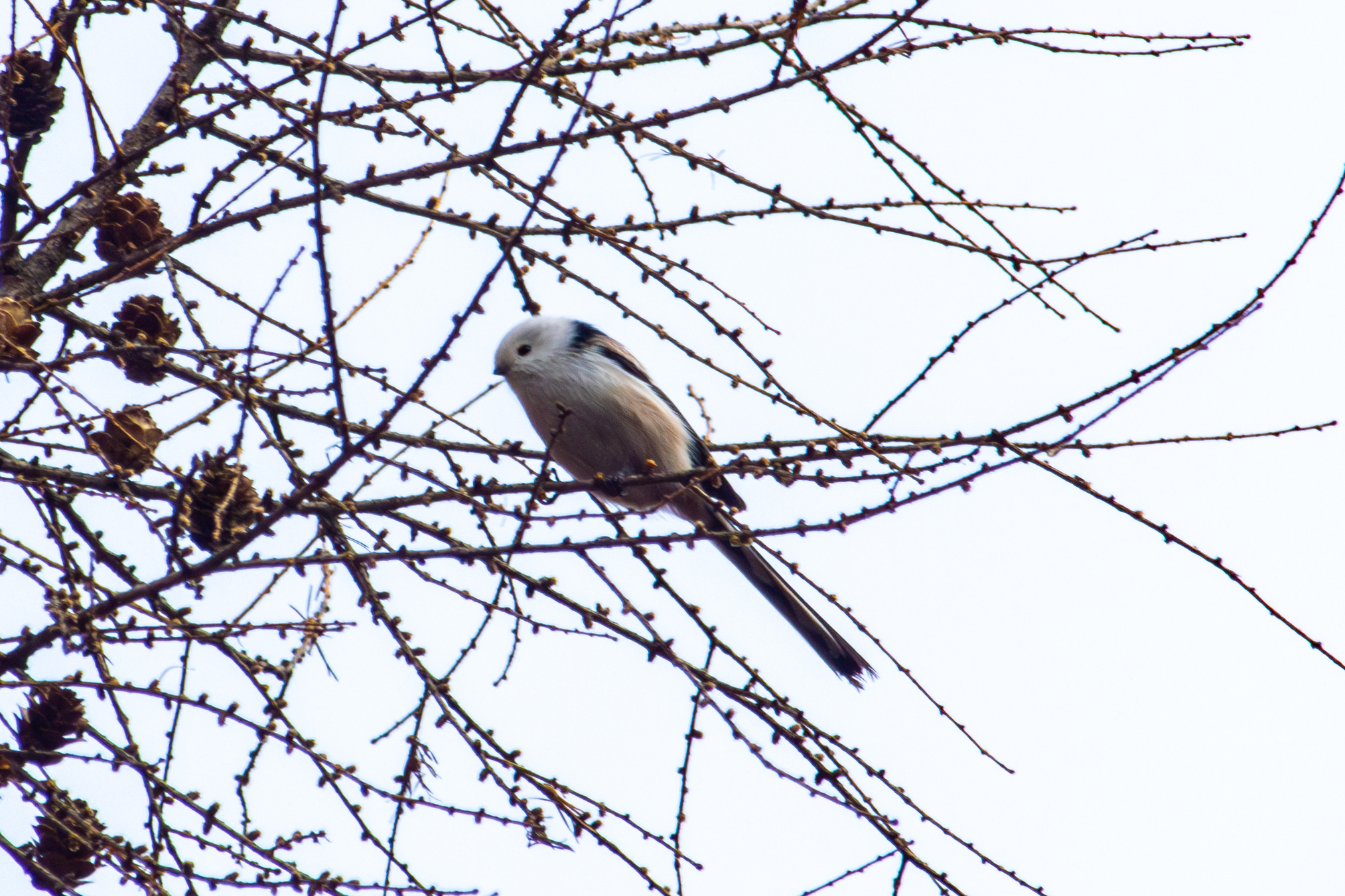 Long-tailed Tit