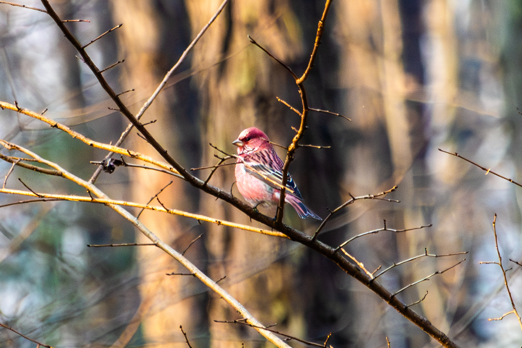 Pallas's Rosefinch