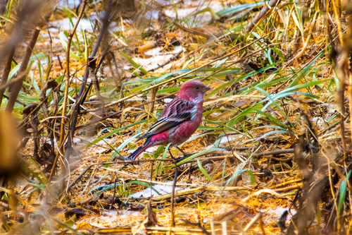 Pallas's Rosefinch