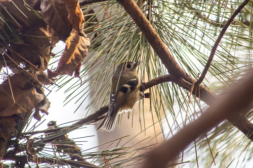 Goldcrest