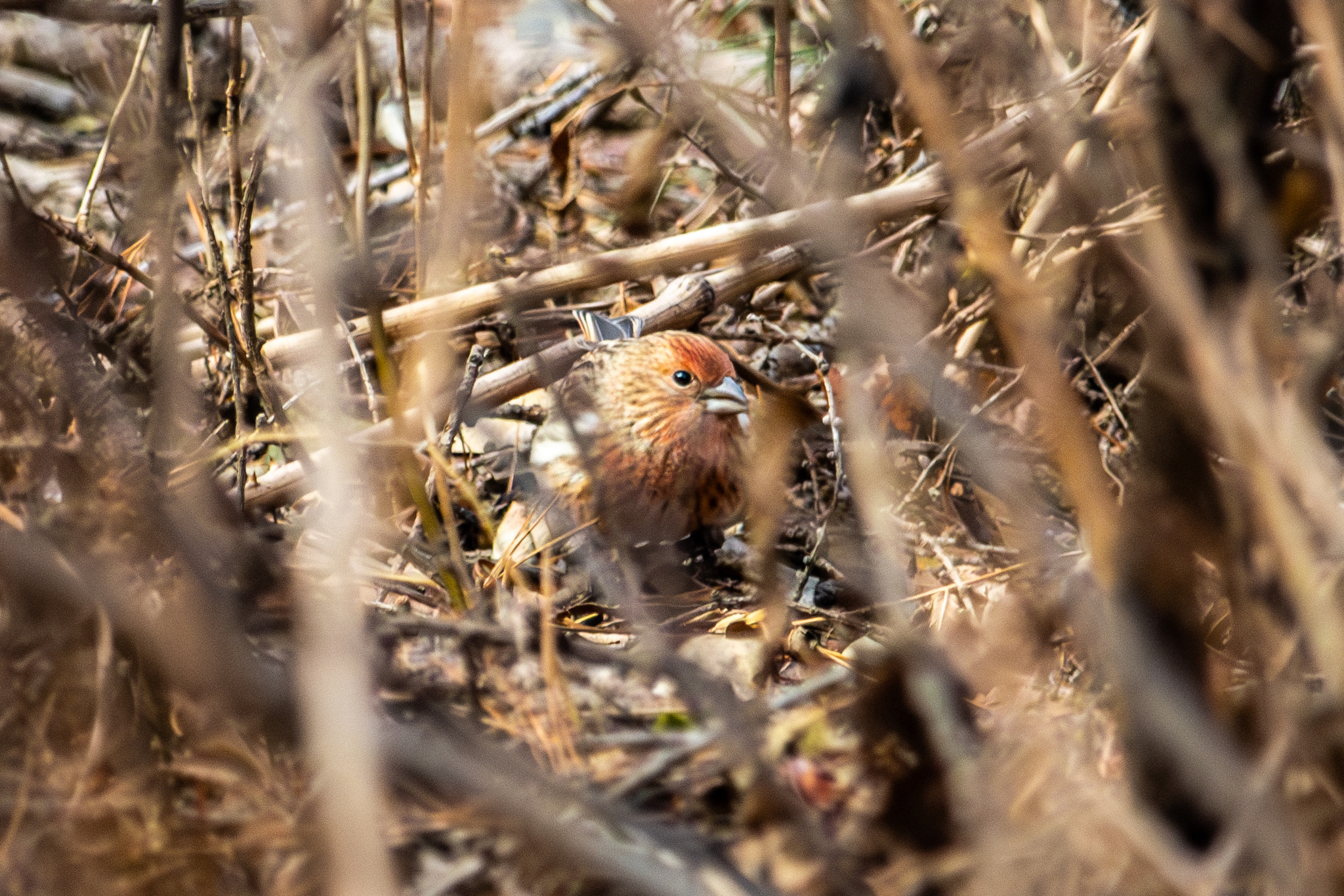 Pallas's Rosefinch