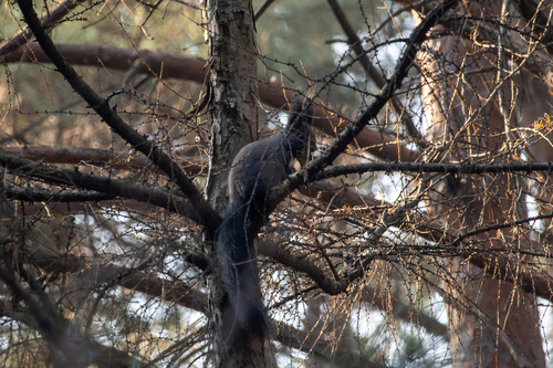 Eurasian Red Squirrel
