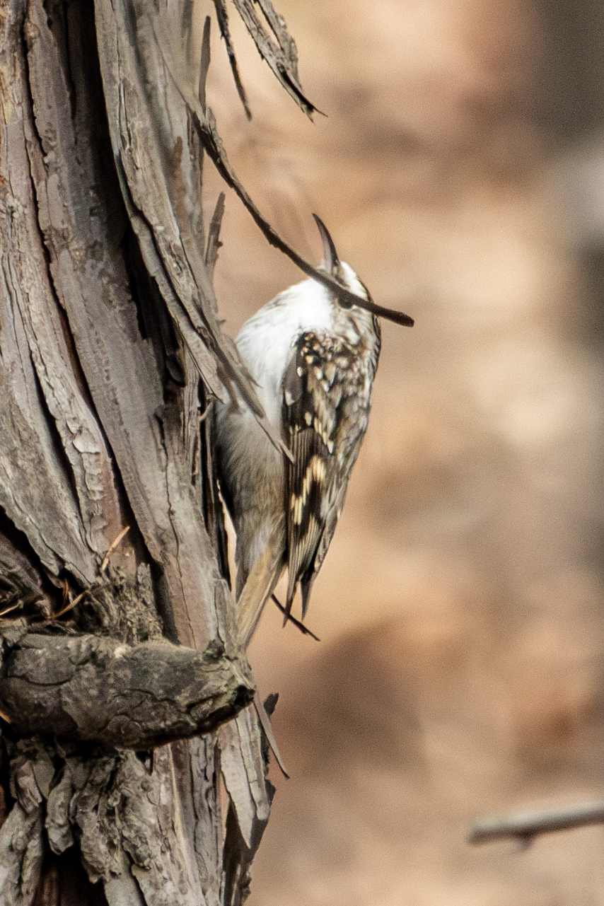 Eurasian Treecreeper