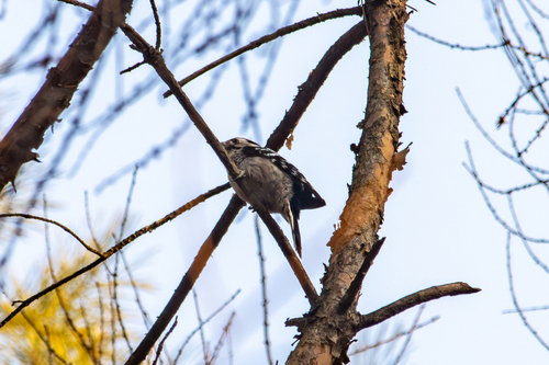 Lesser Spotted Woodpecker