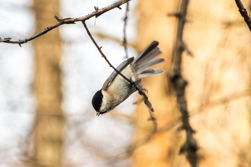 Marsh Tit