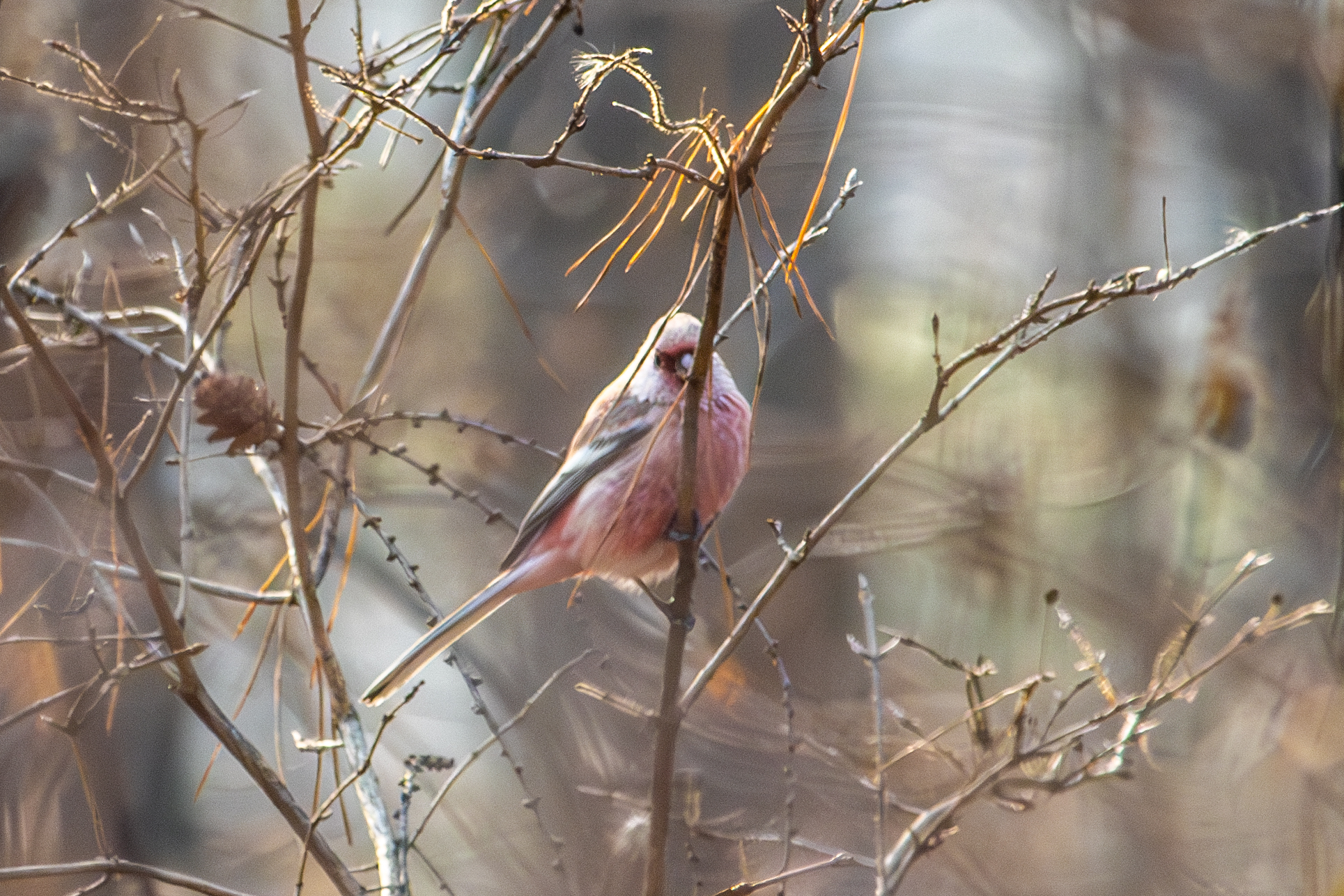 Long-tailed Rosefinch