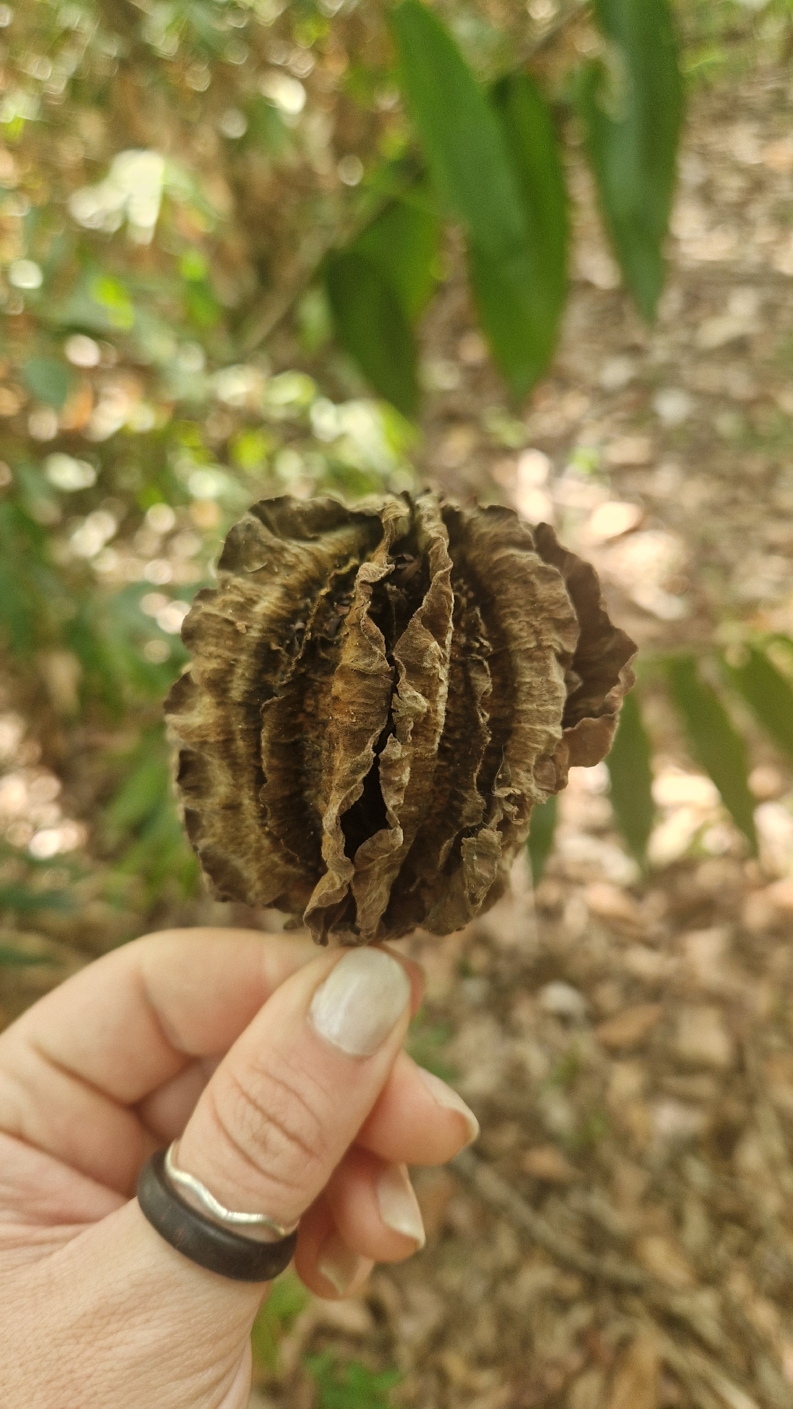 Carpotroche brasiliensis