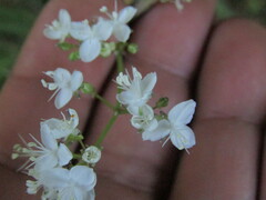 Libertia tricocca