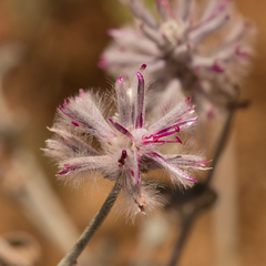 Ptilotus sessilifolius