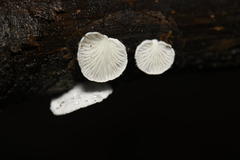 Clitopilus hobsonii