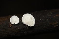 Clitopilus hobsonii