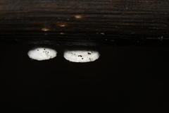 Clitopilus hobsonii