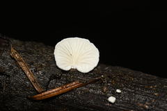 Clitopilus hobsonii
