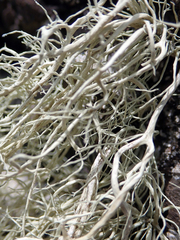 Ramalina meridionalis