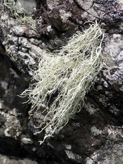 Ramalina meridionalis
