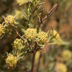 Pimelea microcephala