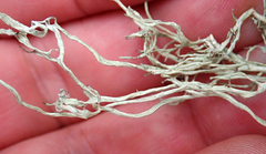 Ramalina meridionalis
