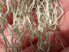 Ramalina meridionalis