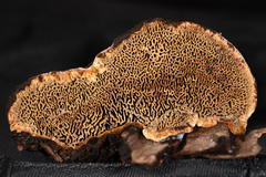 Porodaedalea