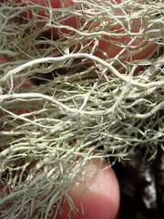 Ramalina meridionalis