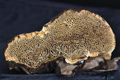Porodaedalea