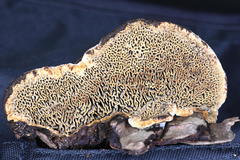 Porodaedalea