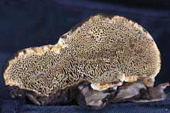 Porodaedalea