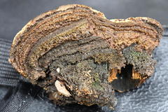 Porodaedalea