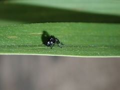 Rhynolaccus formicarius