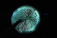 Hypholoma marginatum