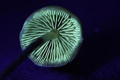 Hypholoma marginatum