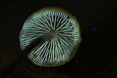 Hypholoma marginatum